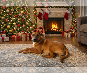 Mutt Dogs for adoption in Coralville, IA, USA