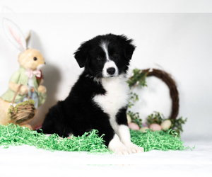 Border Collie Puppy for sale in CONWAY, MO, USA