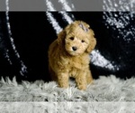 Small #1 Goldendoodle (Miniature)