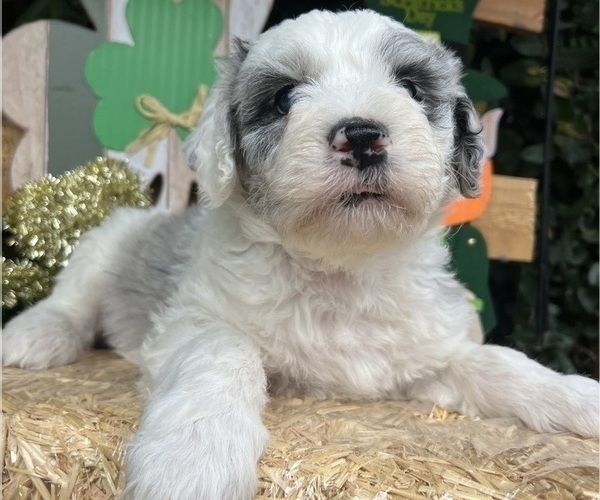 Medium Photo #3 Sheepadoodle Puppy For Sale in HUNTINGTON BEACH, CA, USA