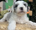 Small #2 Sheepadoodle