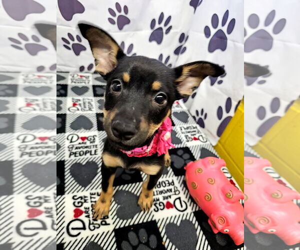 Medium Photo #2 Jack Chi Puppy For Sale in Metairie, LA, USA