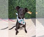 RACHEL - Female Labrador Retriever-Unknown Mix Dog for Adoption - Small photo