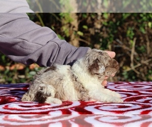 Poodle (Miniature) Puppy for sale in DYERSBURG, TN, USA