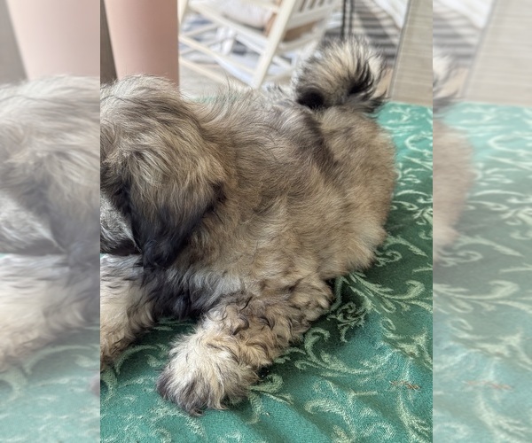 Medium Photo #2 Shih Tzu Puppy For Sale in CANTONMENT, FL, USA