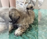Small #1 Shih Tzu