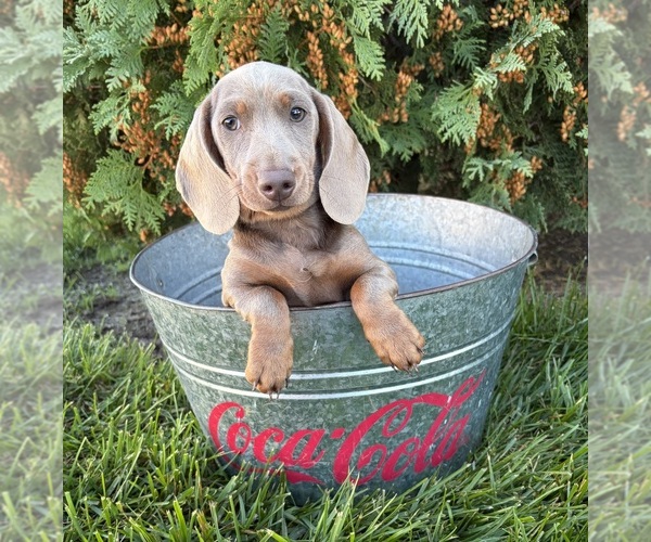 Medium Photo #3 Dachshund Puppy For Sale in MIDDLEBURY, IN, USA