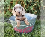 Briggs - Male Dachshund Puppy for Sale - Photo #3