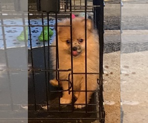 Pomeranian Puppy for sale in SPRINGFIELD, IL, USA