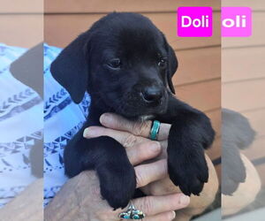 Labrador Retriever-Unknown Mix Dogs for adoption in Alexander, AR, USA