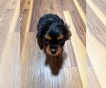 Small #2 Cavalier King Charles Spaniel