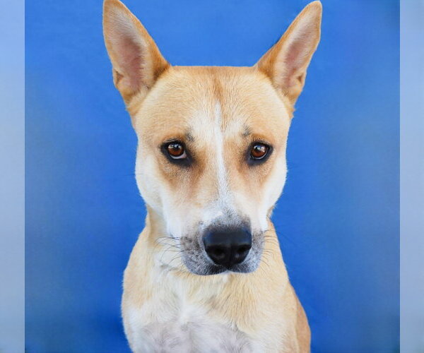 Medium Photo #1 Carolina Dog Puppy For Sale in Pasadena, CA, USA