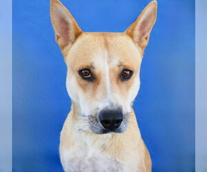 Carolina Dog Dogs for adoption in Pasadena, CA, USA