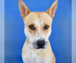 GINGER - Female Carolina Dog Dog for Adoption - Small photo
