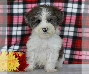 Poovanese Puppy for sale in CHRISTIANA, PA, USA