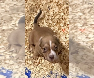 Medium American Bully