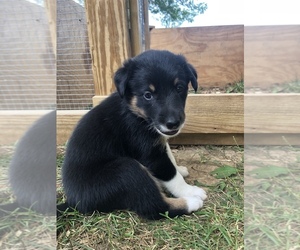 Border Collie-Scotch Collie Mix Puppy for sale in MOUNT CRAWFORD, VA, USA