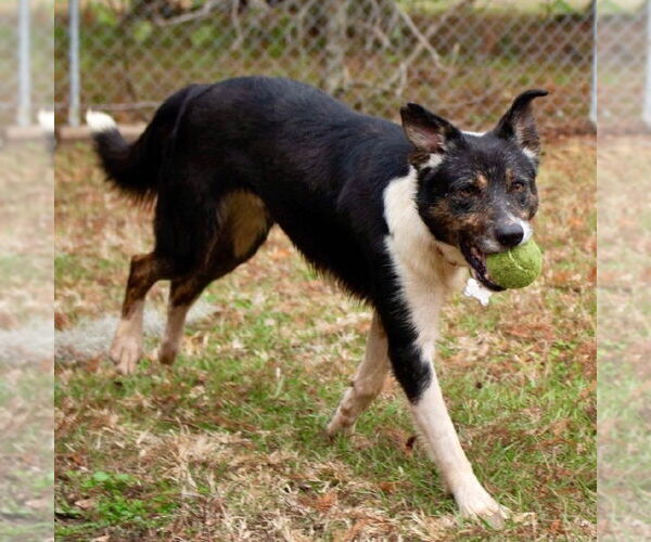 Medium Photo #12 Border Collie-Unknown Mix Puppy For Sale in Canton, CT, USA