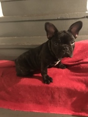 French Bulldog Puppy for sale in WATERBURY, CT, USA