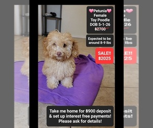 Poodle (Toy) Puppy for sale in TUCSON, AZ, USA