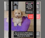 Small Poodle (Toy)