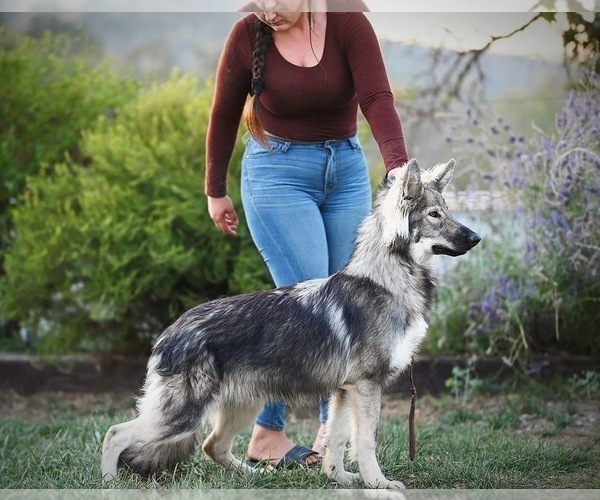 Medium Photo #1 German Shepherd Dog Puppy For Sale in MARYSVILLE, CA, USA