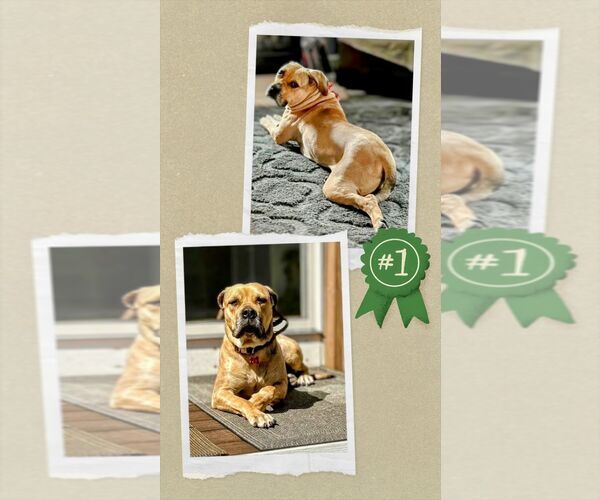 Medium Photo #3 Mastiff-Unknown Mix Puppy For Sale in columbia, SC, USA