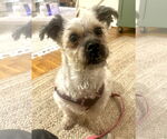Small #1 Shih-Poo