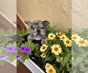 French Bulldog Puppy for sale in WEST PALM BEACH, FL, USA