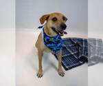 Small Photo #9 Labrador Retriever-Unknown Mix Puppy For Sale in Kennesaw, GA, USA