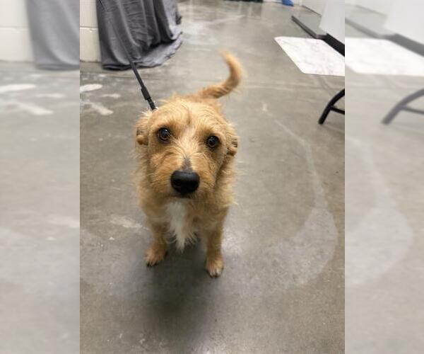 Medium Photo #1 Cairn Terrier-Unknown Mix Puppy For Sale in Rosenberg, TX, USA