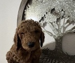 Puppy Puppy 3 Alexa Goldendoodle