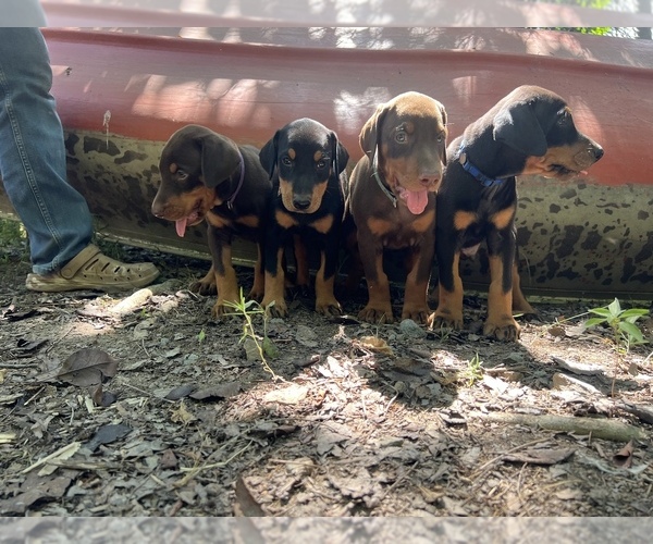 Medium Photo #11 Doberman Pinscher Puppy For Sale in BRINKLEY, AR, USA