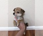 Small Shiba Inu-Small Greek Domestic Dog Mix