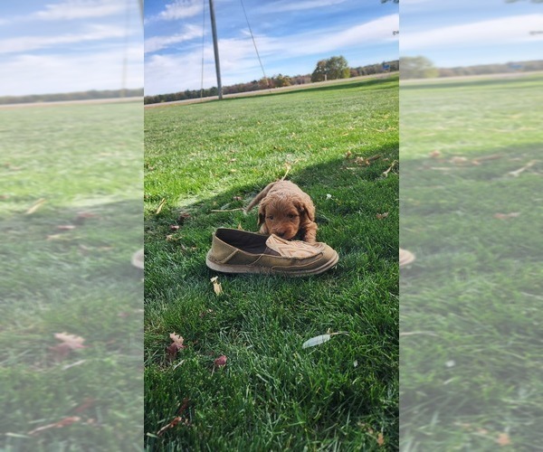 Medium Photo #12 Cavapoo mix (+ Poodle Miniature) Puppy For Sale in GREENWOOD, WI, USA