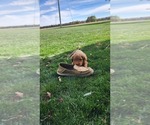 Small Photo #12 Cavapoo mix (+ Poodle Miniature) Puppy For Sale in GREENWOOD, WI, USA