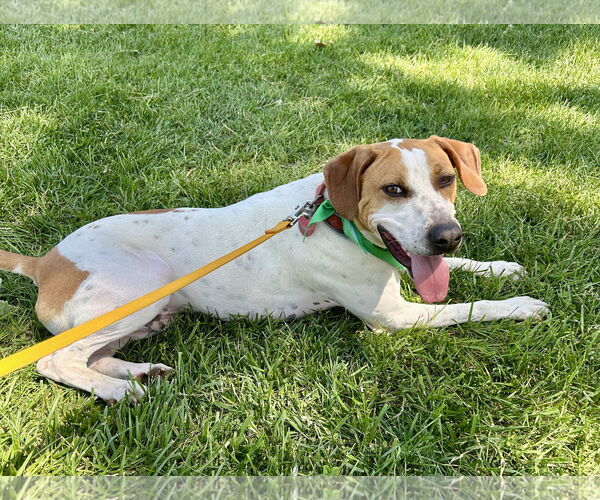 Medium Photo #9 Pointer-Unknown Mix Puppy For Sale in Hillsboro, MO, USA
