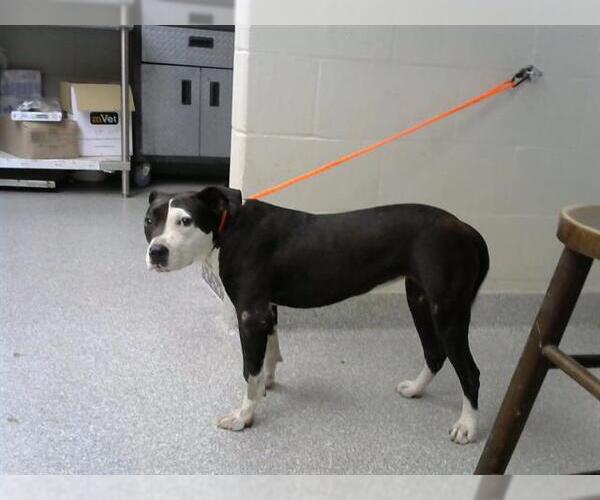 Medium Photo #1 American Pit Bull Terrier-Unknown Mix Puppy For Sale in Pasadena, TX, USA