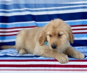 Golden Retriever Puppy for sale in LANCASTER, PA, USA