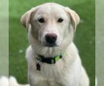 Small #2 Labrador Retriever Mix