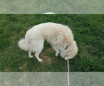 Small #73 Chow Chow-Great Pyrenees Mix