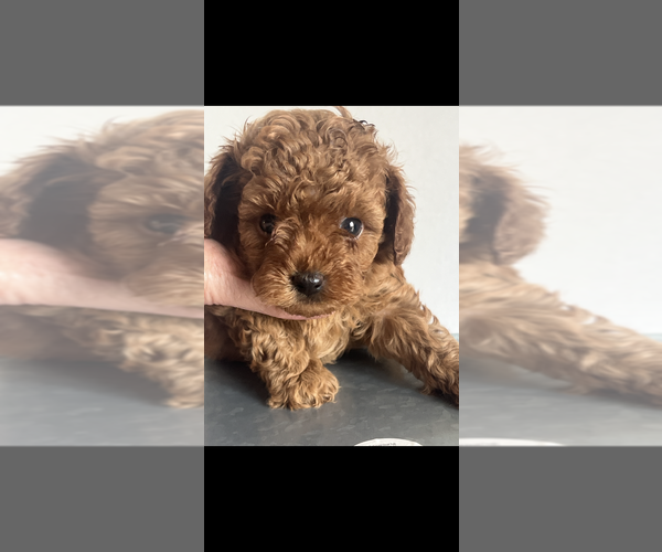 Medium Photo #3 Poodle (Toy) Puppy For Sale in NILES, MI, USA