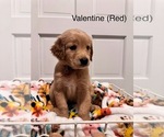 Puppy Valentine Golden Retriever