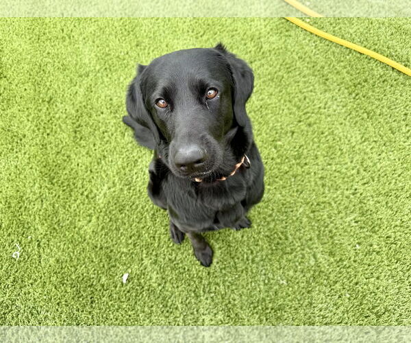 Medium Photo #1 Labrador Retriever Puppy For Sale in Clovis, CA, USA