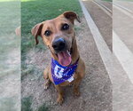 Small #1 Rhodesian Ridgeback Mix