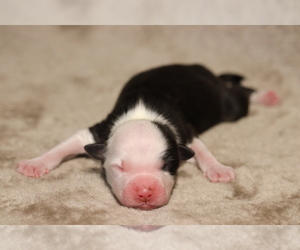 Australian Shepherd Puppy for sale in CHEHALIS, WA, USA