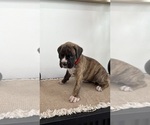 Small #1 Boxer