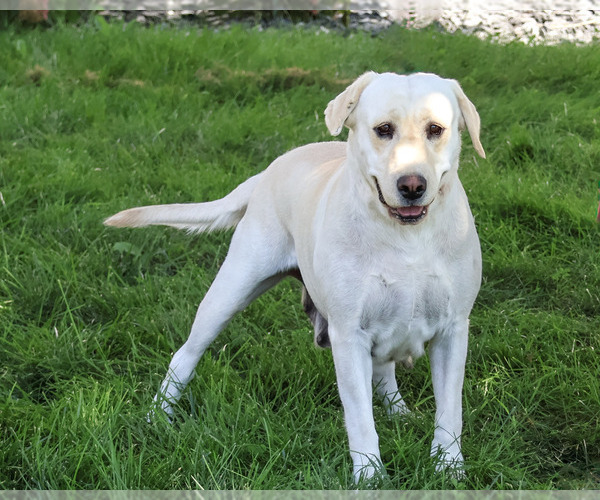 Medium Photo #4 Labrador Retriever Puppy For Sale in SYRACUSE, IN, USA