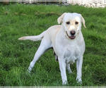 Small #3 Labrador Retriever