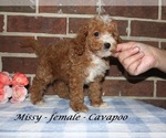 Small #1 Cavapoo (Miniature)